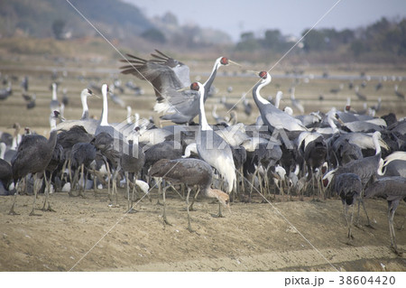 出水の鶴 38604420