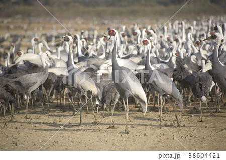 出水の鶴 38604421