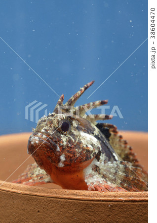 魚 ハオコゼ かくれんぼ 魚 ハオコゼ かくれんぼ 38604470