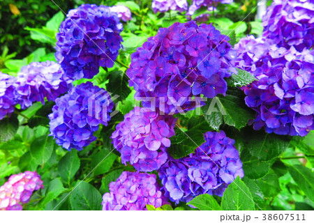 曇天の紫陽花の風景4 曇天の紫陽花の風景4 38607511