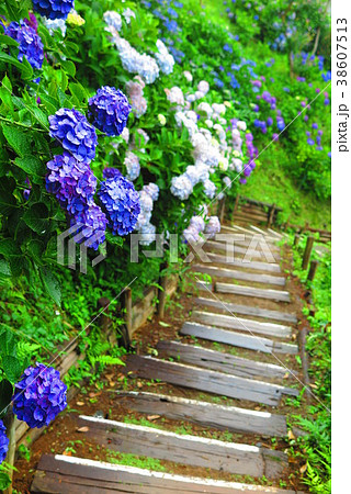 曇天の紫陽花の風景6 曇天の紫陽花の風景6 38607513