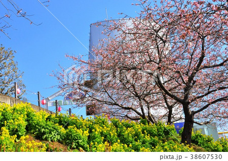 松田町　西平畑公園の松田山ハーブ館と河津桜と菜の花と青空（横） 38607530