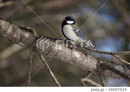 シジュウカラ 38607634