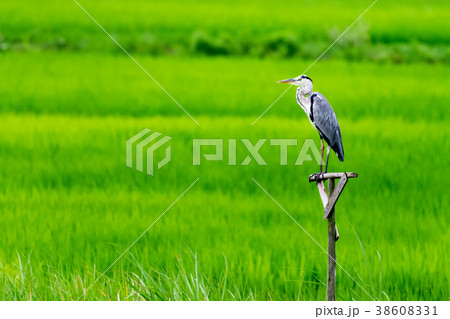 田んぼのアオサギ 38608331