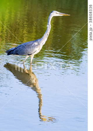 アオサギ アオサギ 38608336