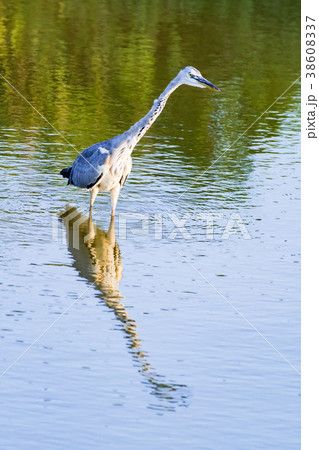 アオサギ 38608337
