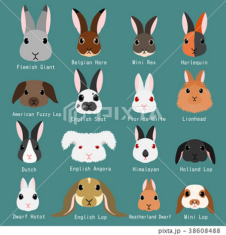 ウサギの顔 種類 一覧のイラスト素材