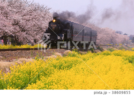 真岡市　真岡鐵道　SL 38609855