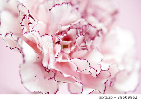 カーネーション　花びらアップ 38609862