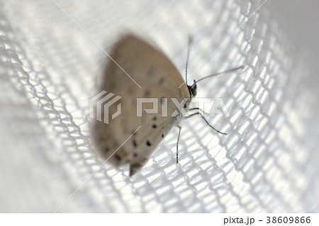 ヤマトシジミ　しじみ蝶　蝶　蝶々　昆虫　ムシ　虫　生き物 38609866