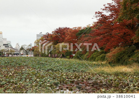 秋田県秋田市千秋公園の秋の風景 38610041