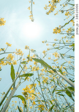 菜の花畑から空を見上げるの写真素材