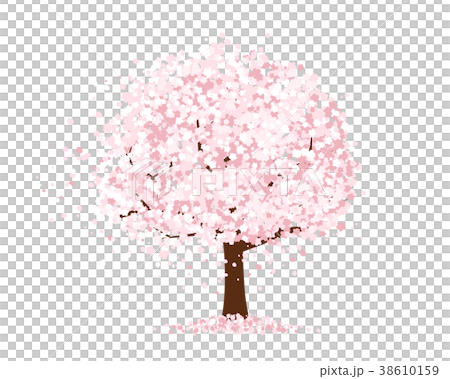 櫻桃樹 38610159