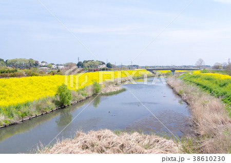 見沼田んぼ 芝川の土手に咲く菜の花 見沼田んぼ 芝川の土手に咲く菜の花 38610230