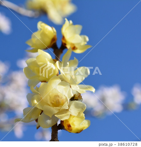 満開のロウバイと桜、背景イメージ素材 38610728
