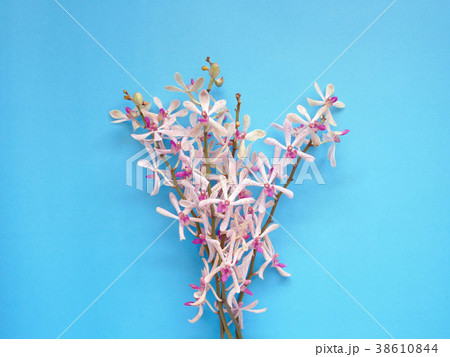 Bouquet orchid flowers blue background Bouquet orchid flowers blue background 38610844