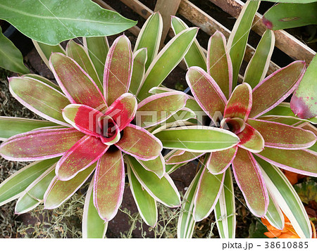 Colorful Bromeliad in the garden 38610885