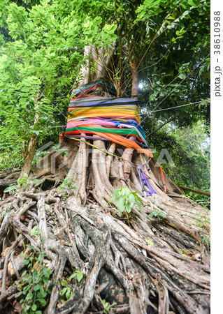 Multi colored ribbons wrapped around a sacred tree Multi colored ribbons wrapped around a sacred tree 38610988