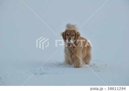 雪の中の犬 38611294