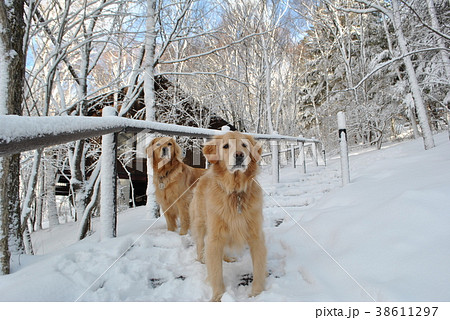 雪の朝の犬 雪の朝の犬 38611297
