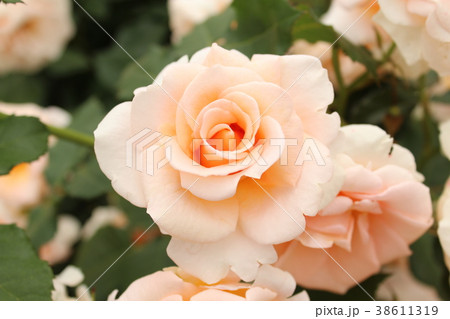 琴音 琴音 38611319