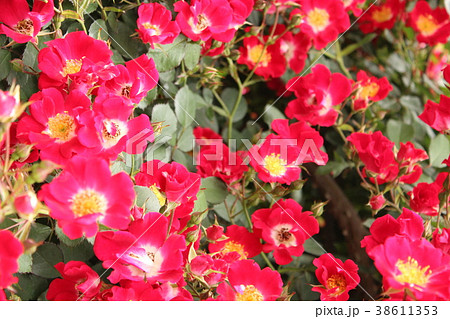 レッドメイディランド 38611353