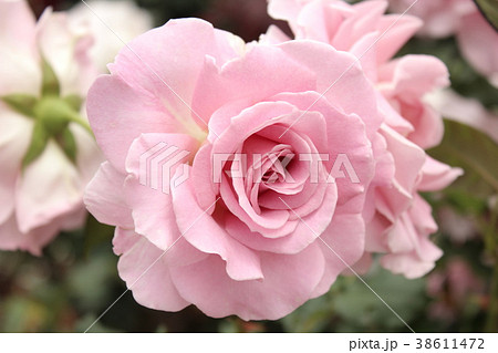 ピンクフレンチレース フロリバンダ ピンクフレンチレース フロリバンダ 38611472