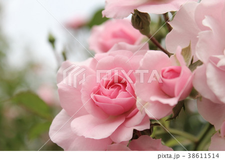 ポニカ'82 38611514