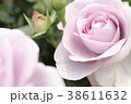 ブルー・バユー 38611632