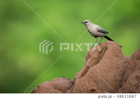 Ashy starling on edge of termite mound Ashy starling on edge of termite mound 38611667