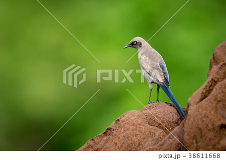 Ashy starling on side of termite mound Ashy starling on side of termite mound 38611668