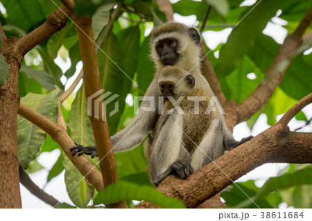 Baby vervet monkey and mother in branches 38611684