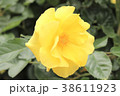 ゴールドバニー 38611923