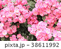 アンジェラ 38611992