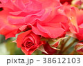 オリンピックファイヤー 38612103