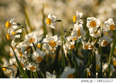 水仙 水仙畑 スイセン 植物 花 花畑 雪中花 水仙 水仙畑 スイセン 植物 花 花畑 雪中花 38612217
