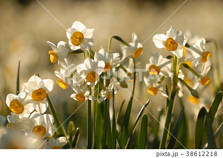 水仙 水仙畑 スイセン 植物 花 花畑 雪中花 水仙 水仙畑 スイセン 植物 花 花畑 雪中花 38612218