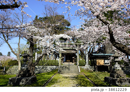 鶴岡公園の桜 38612229