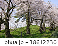 鶴岡公園の桜 38612230
