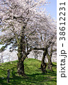 鶴岡公園の桜 38612231
