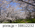 鶴岡公園の桜 38612232