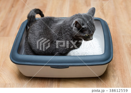 Cat using toilet, cat in litter box, for pooping 38612559