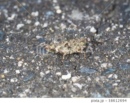 ハラヒシバッタ 38612694