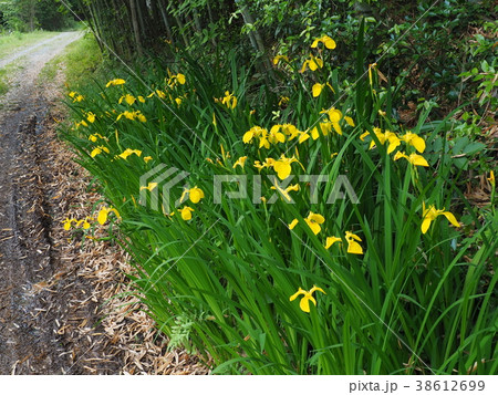 黄菖蒲 黄菖蒲 38612699