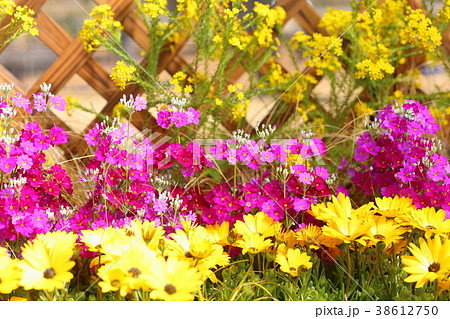 早春の花々　プリムラマルコイデス 38612750