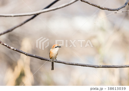 モズ モズ 38613039