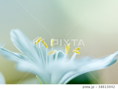 白いレウィシアの花 白いレウィシアの花 38613042