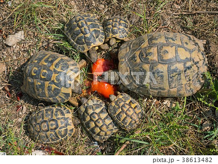 turtles hermann feeding 38613482