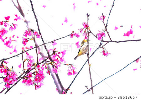 桜 さくら サクラ 38613657