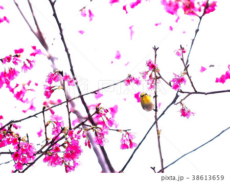 桜 さくら サクラ 38613659